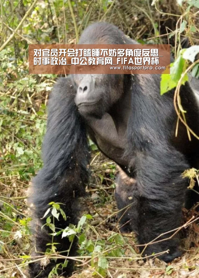 对官员开会打瞌睡不妨多角度反思_时事政治_中公教育网_FIFA世界杯
